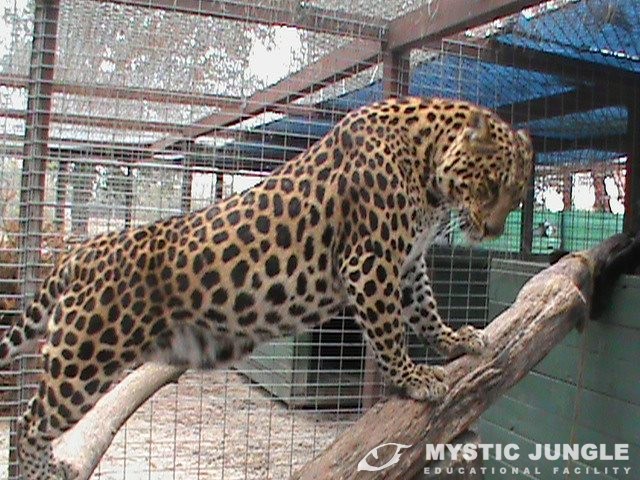Big Cat Safety Act – A Closing Act for Cats