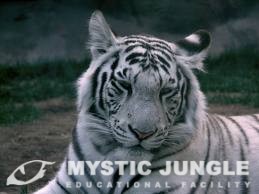 Blowing The White Tiger Myth Out Of The Water