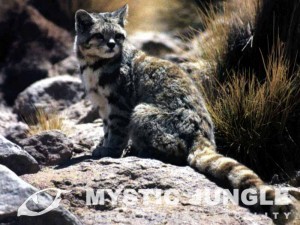 Andean_Cat