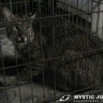 Bobcat captured