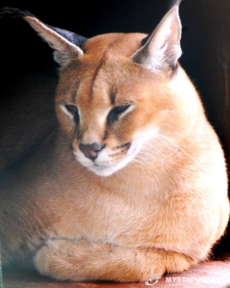 African caracal best sale