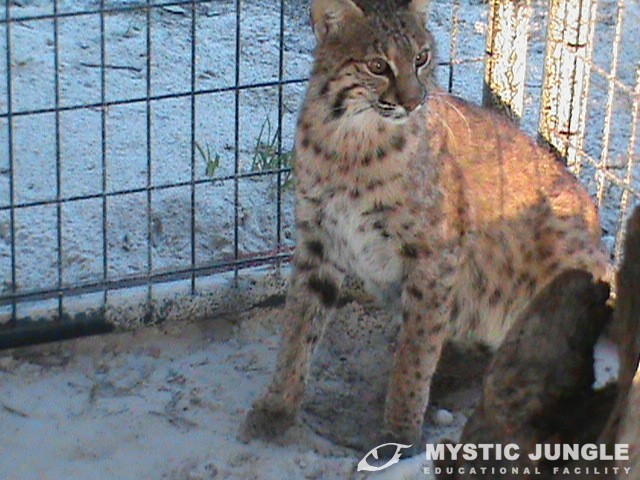Two Bobcat Girls Now Call Mystic Jungle Home