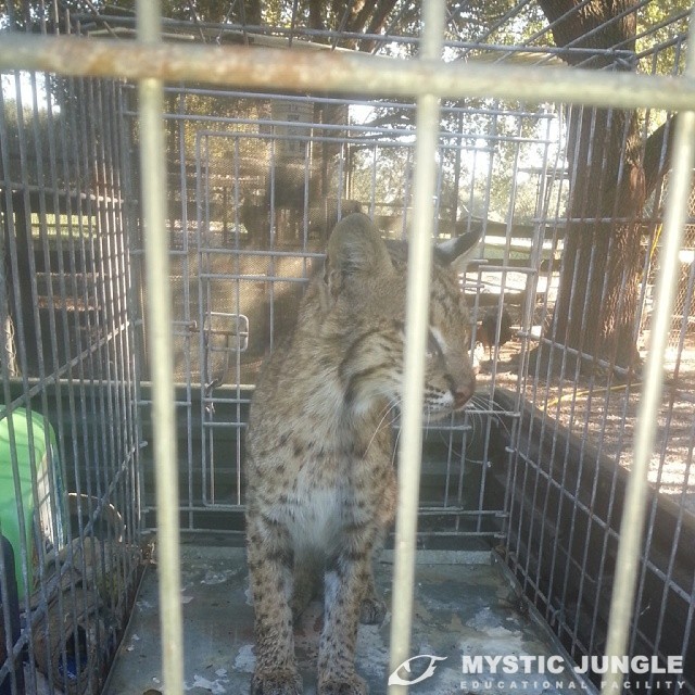 Bobcat Rescue, Relocation and Release